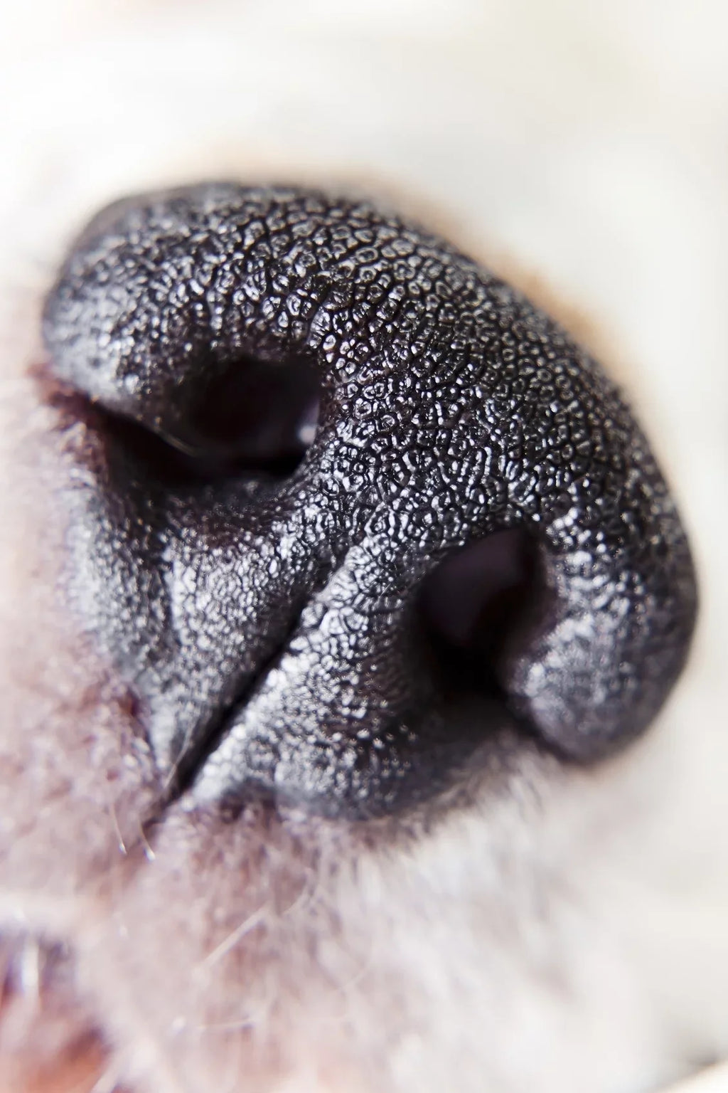 Powershot G7 10x High Definition 2 Element Close-Up (Macro) Lens (Includes Required Lens Adapter For This Camera)