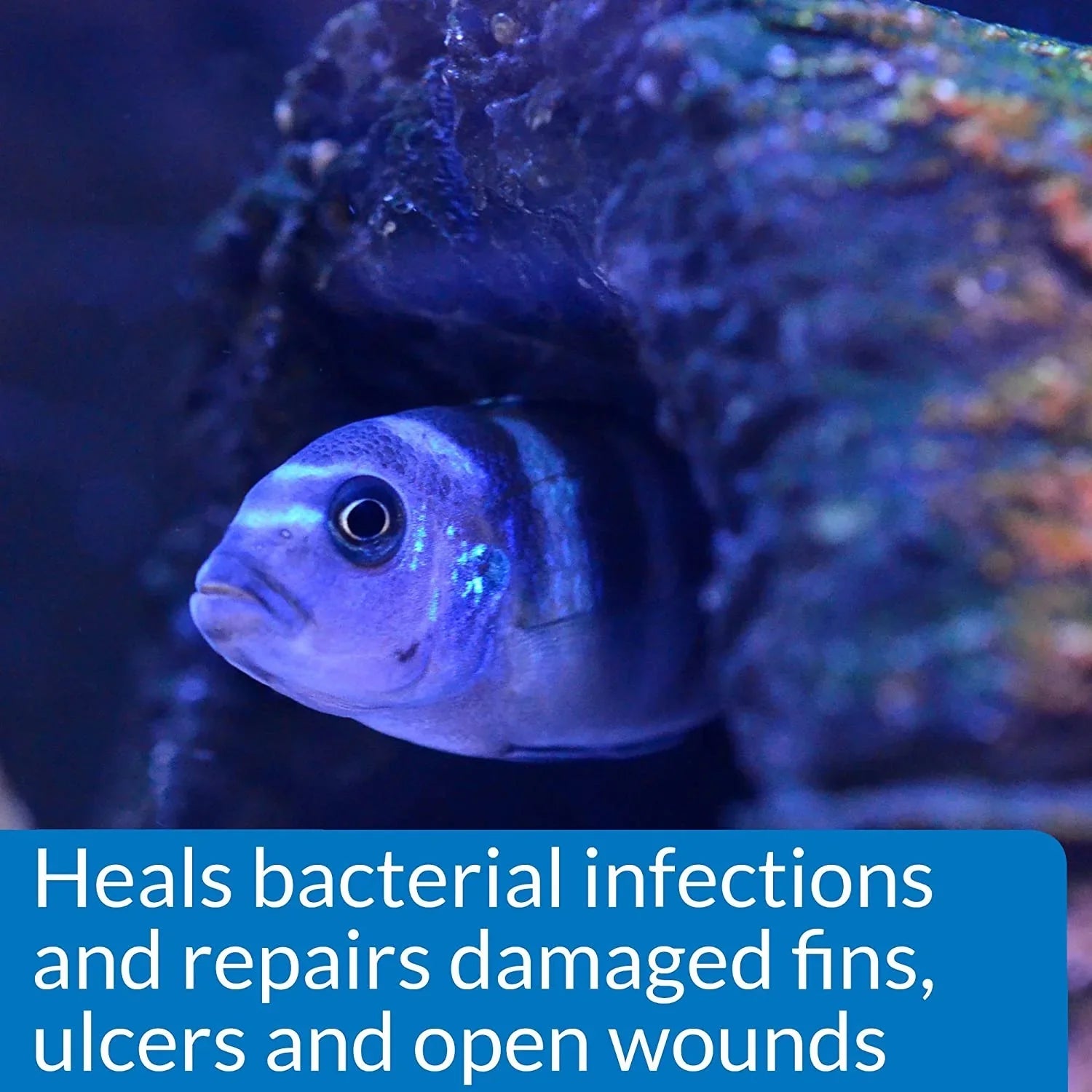 API MelaFix Treats Bacterial Infections for Freshwater and Saltwater Aquarium Fish [Aquarium Bacteria and Fungus Care, Aquarium Supplies] 128 oz (2 x 64 oz)